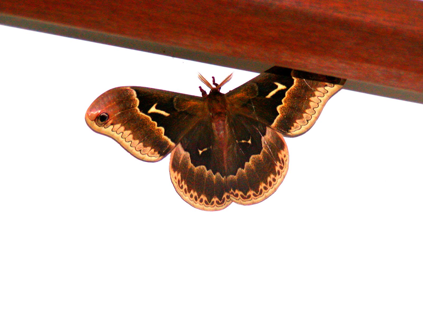 Male Promethia Moth