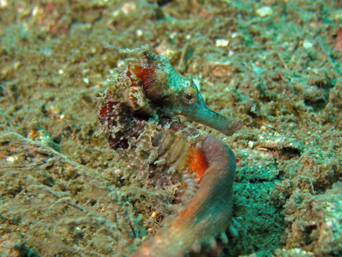 Male Seahorse