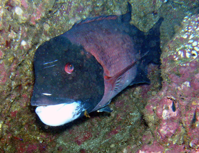 Male Sheephead