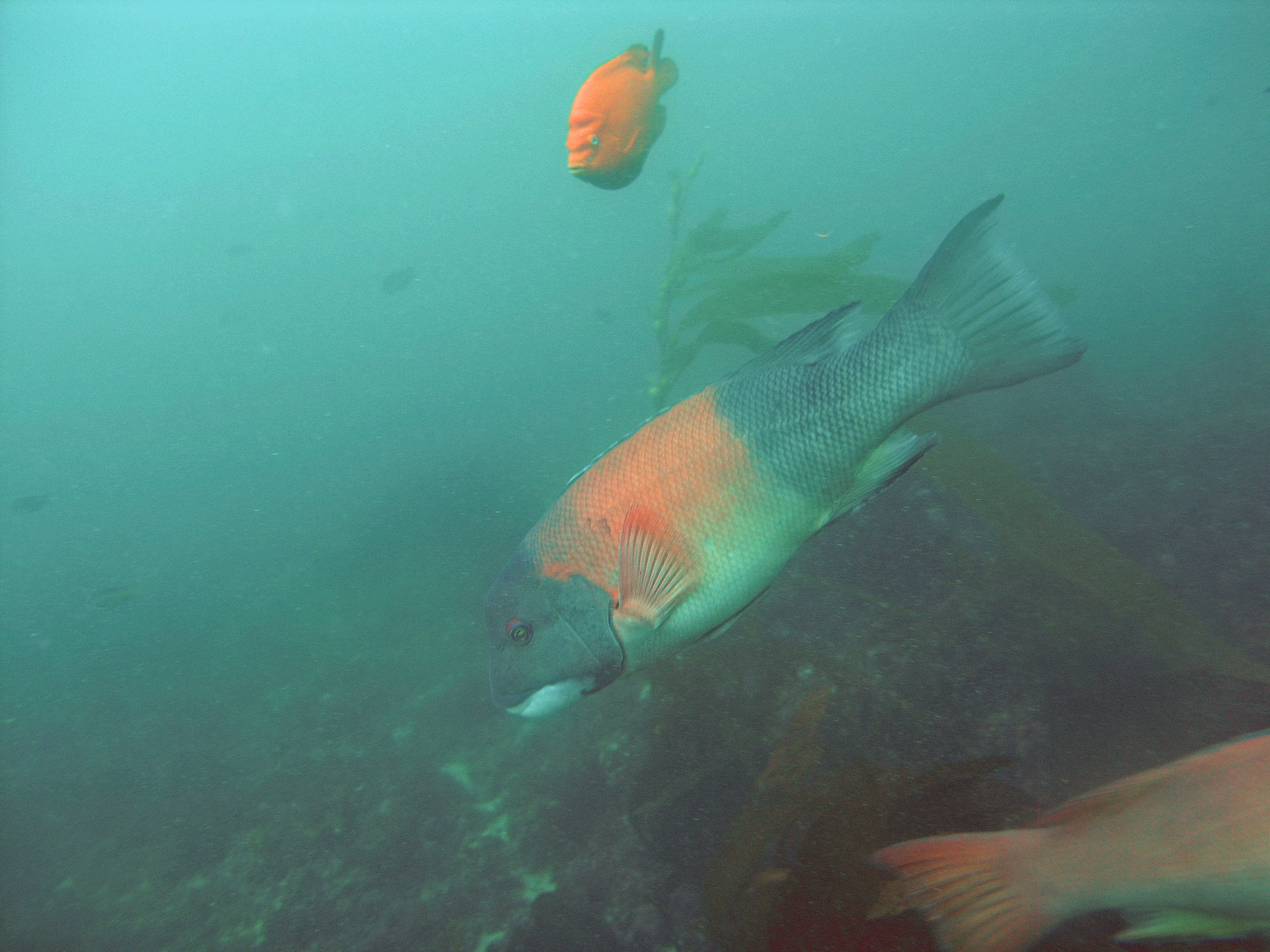 Male Sheephead