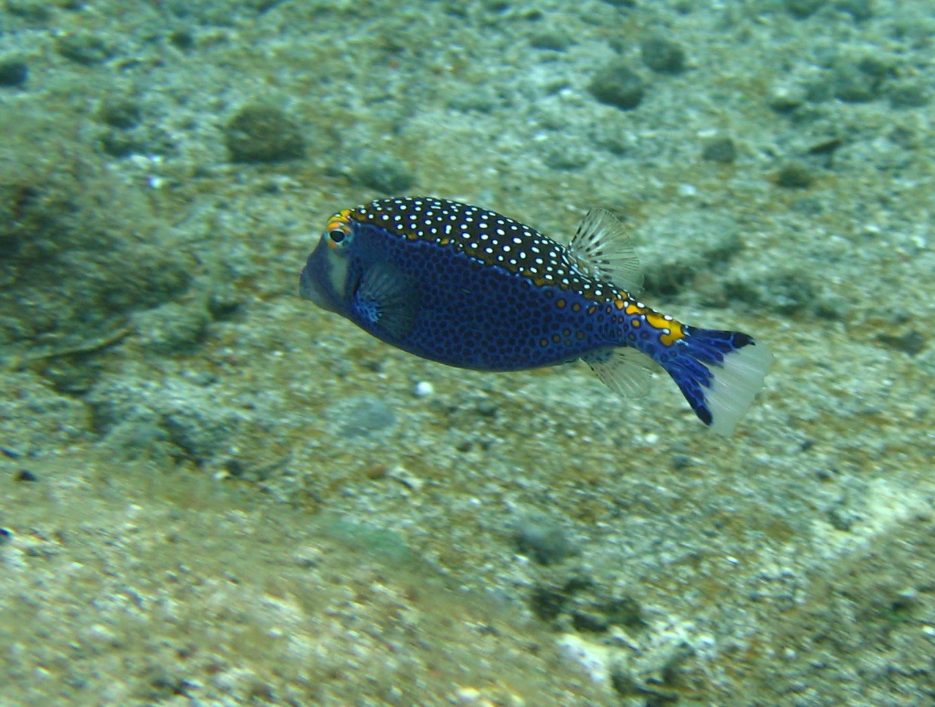Male Spotted Boxfish