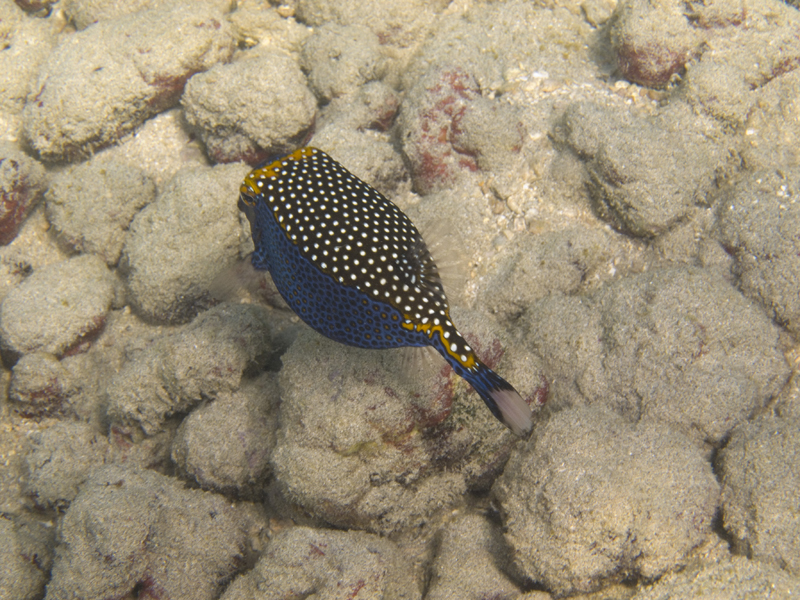 Male Spotted Boxfish