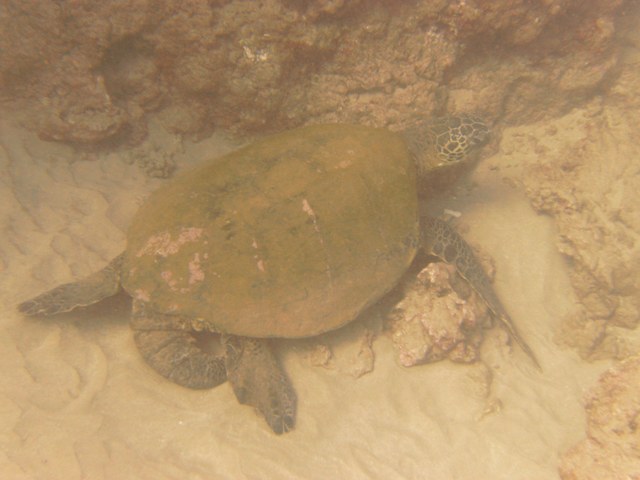 Male Turtle up closer