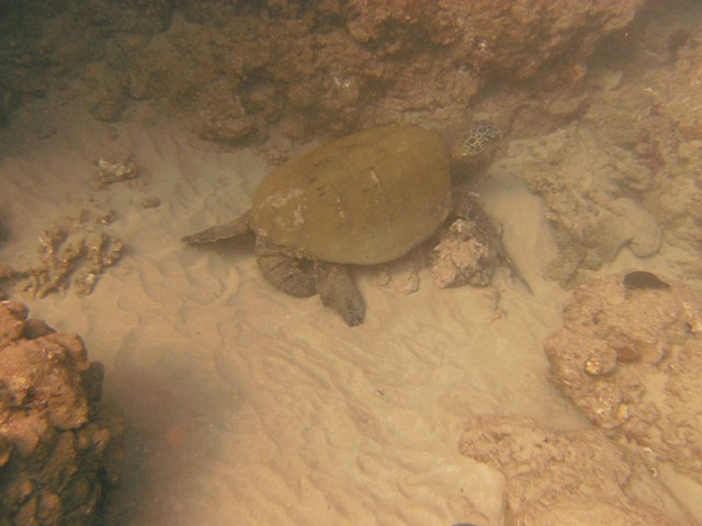 Male Turtle