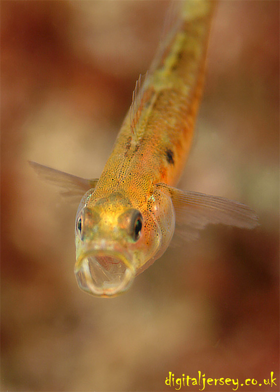 Male Two Spot Goby - Yawning!
