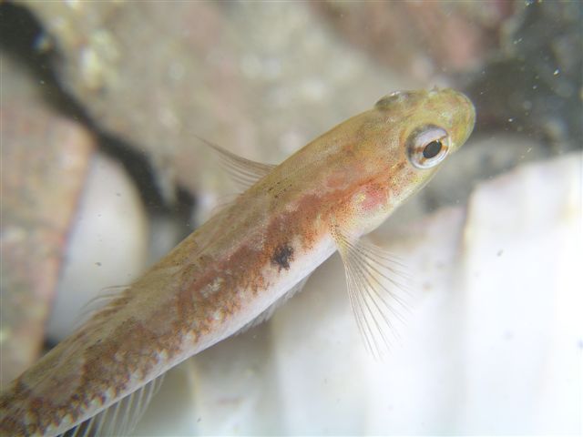 Male Two Spot Goby