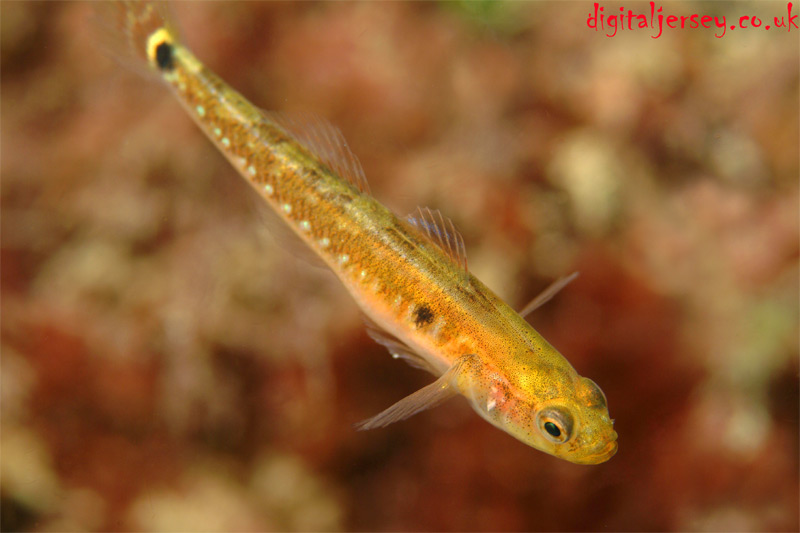 Male Two Spot Goby