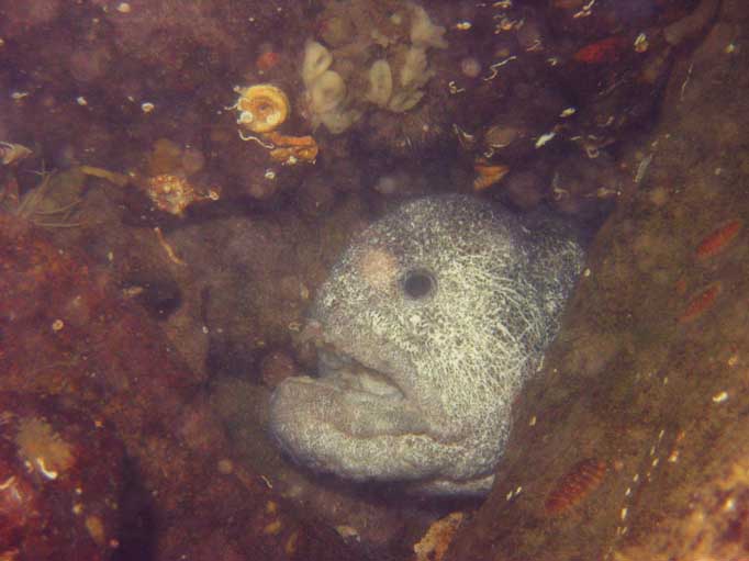 Male wolf eel