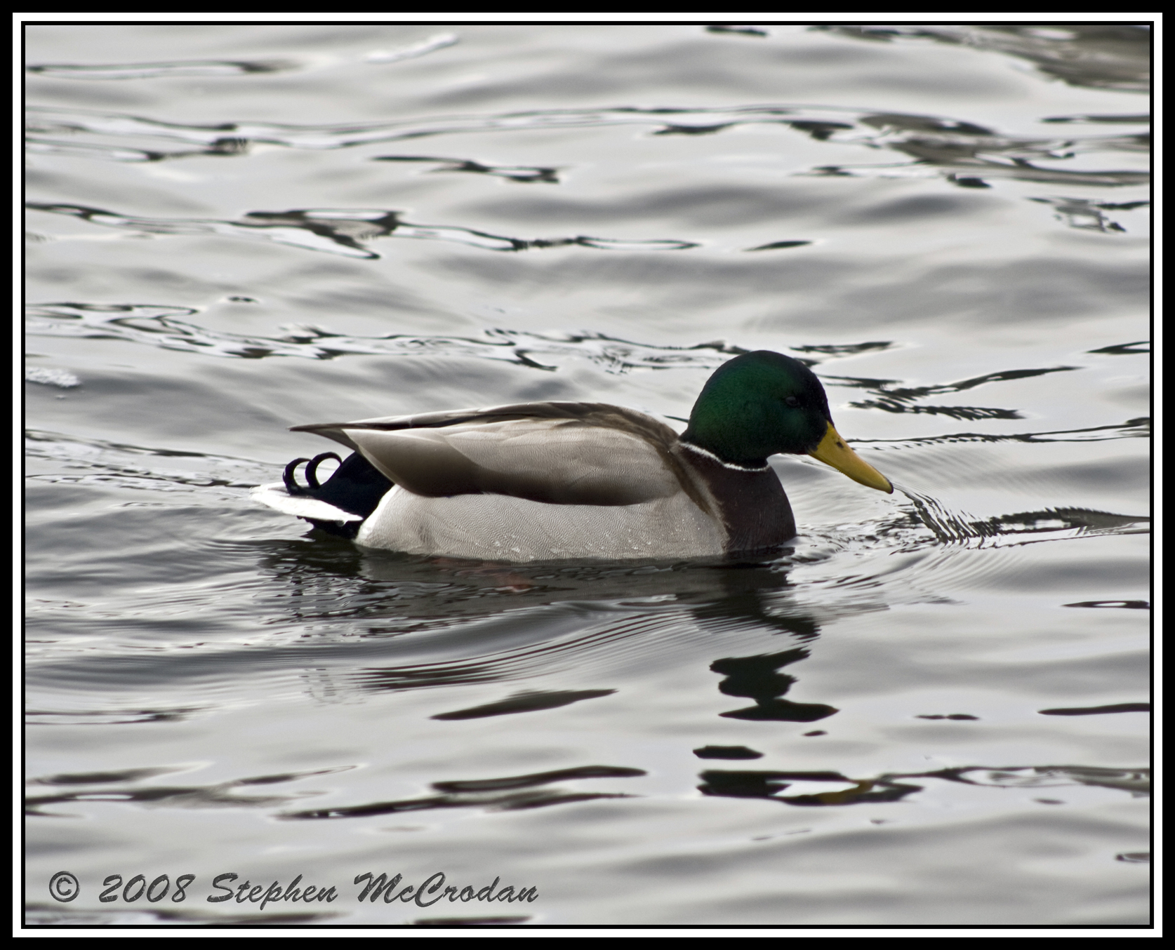 Mallard