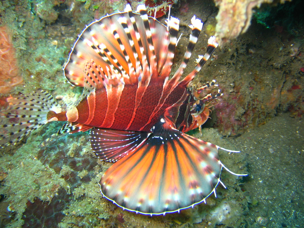 Manado Dive Trip 10-14 Dec 2005