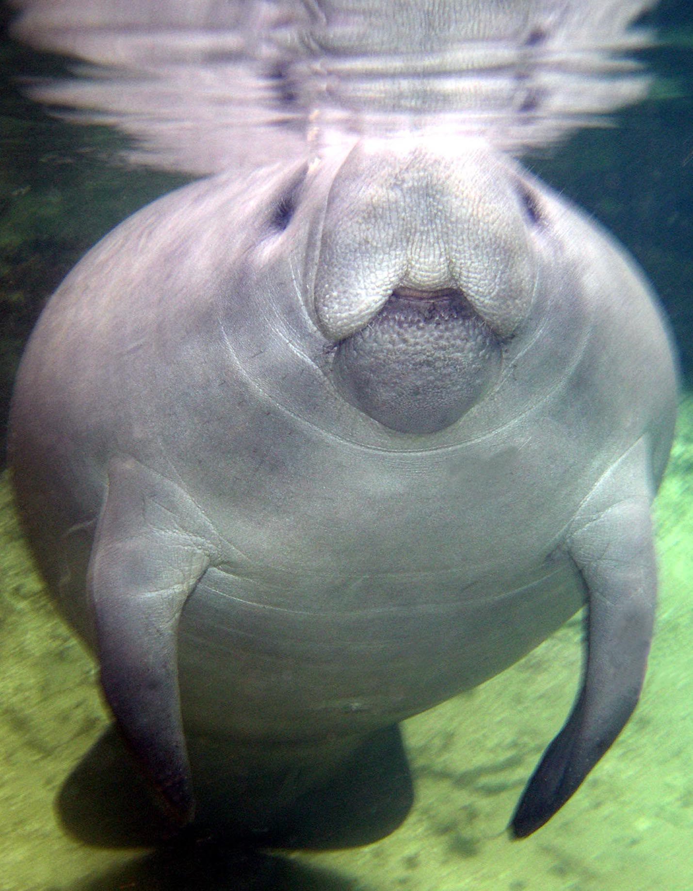 Manatee 2005