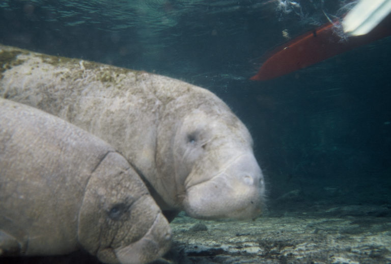 Manatee and Kayak