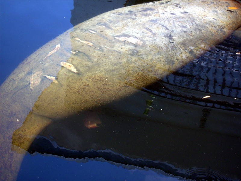 Manatee Birth