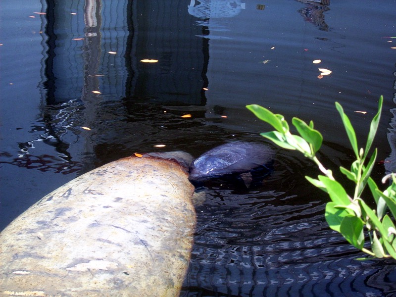 Manatee Birth