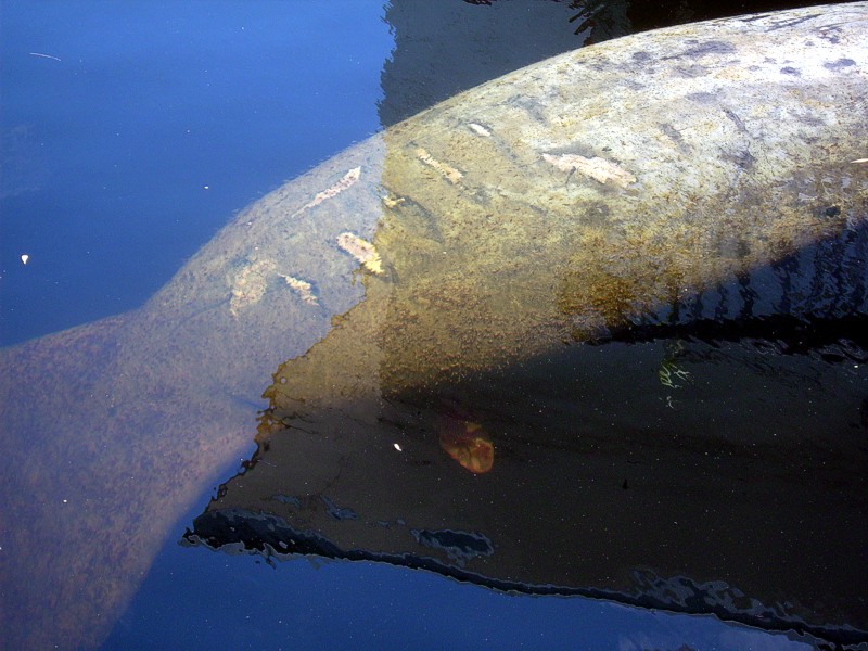 Manatee Birth