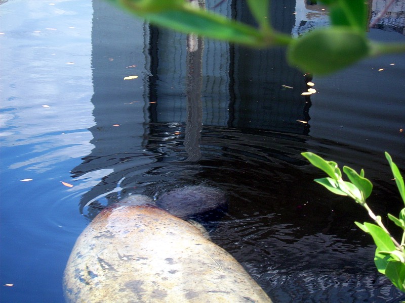 Manatee Birth