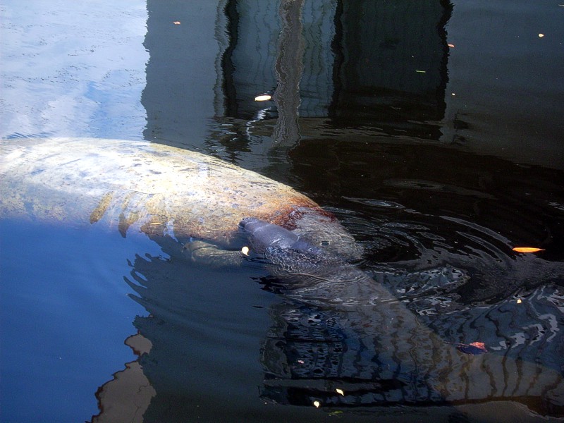 Manatee Birth