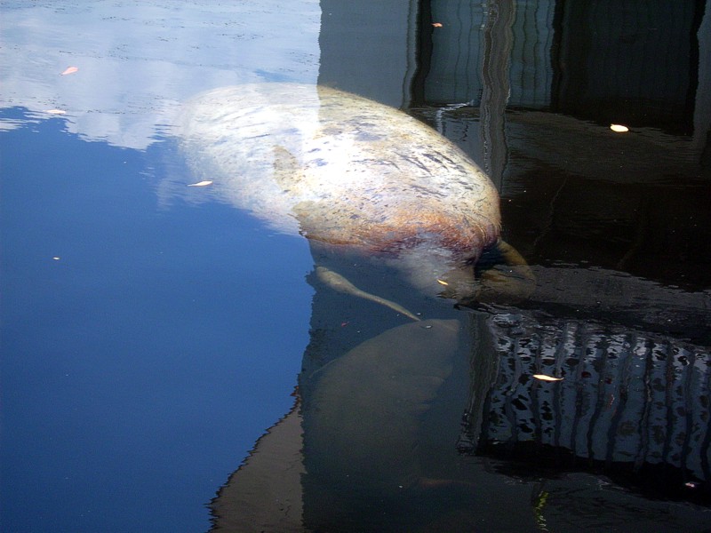 Manatee Birth