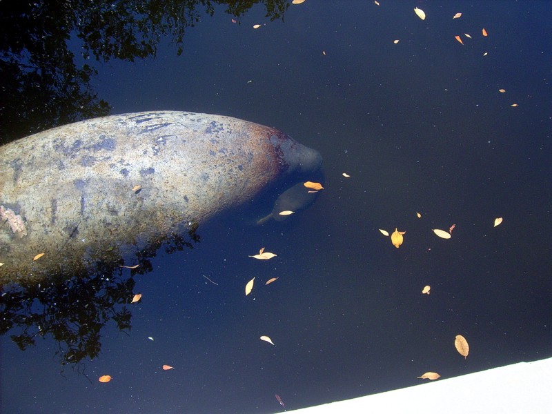 Manatee Birth