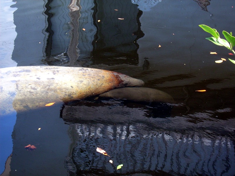 Manatee Birth