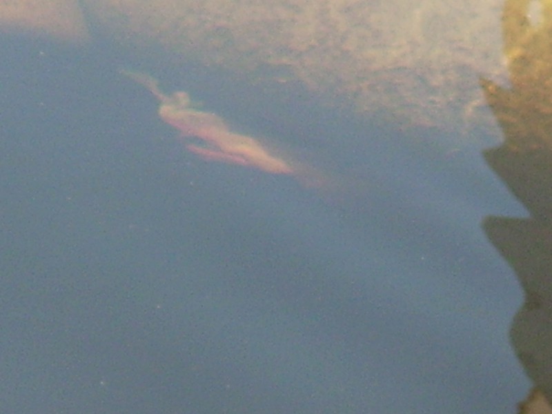 Manatee Birth