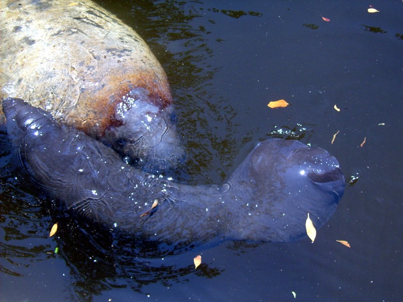 Manatee Birth