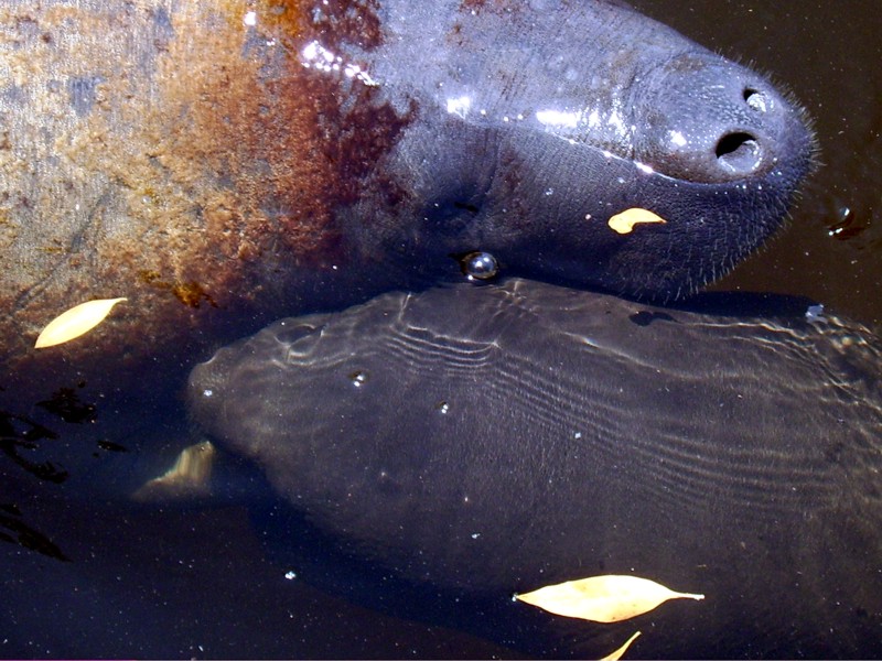 Manatee Birth