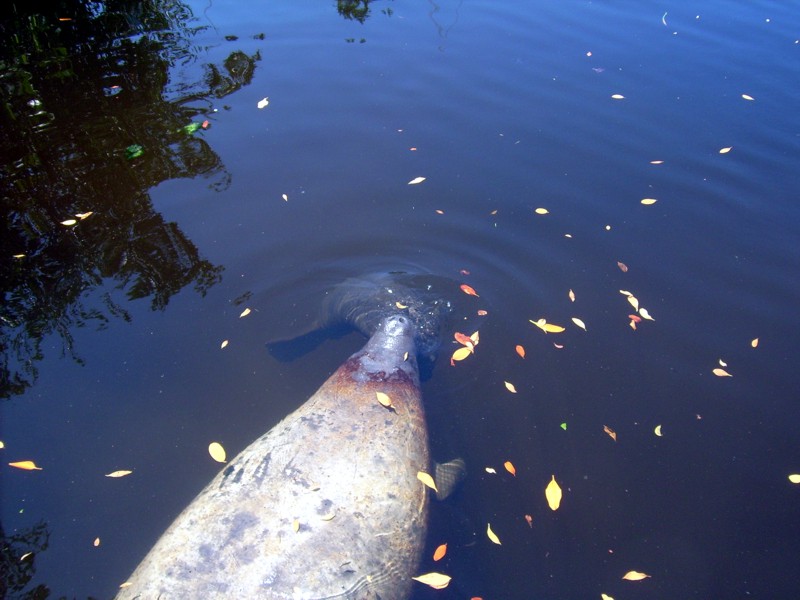 Manatee Birth