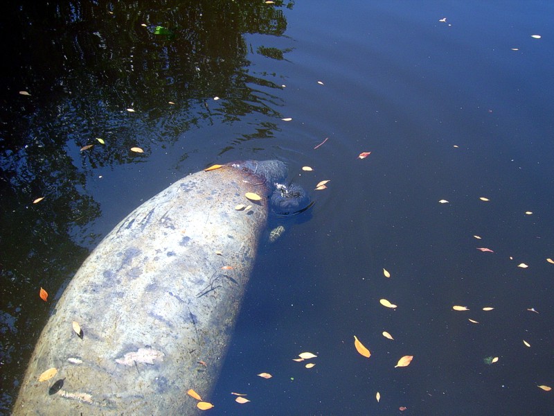 Manatee Birth