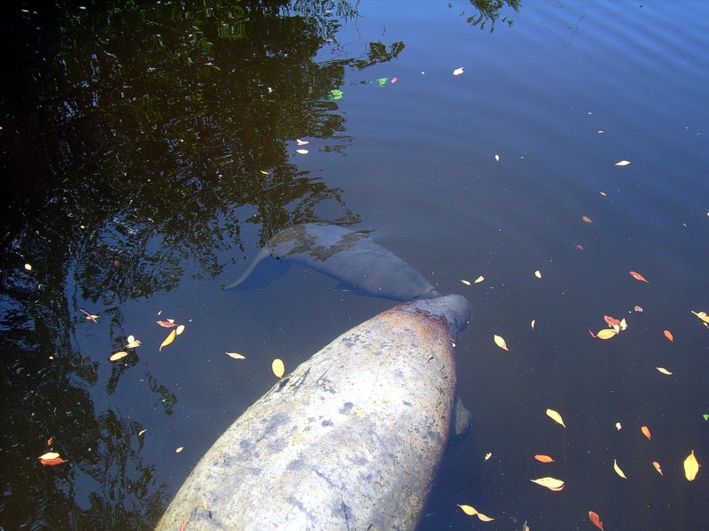 Manatee Birth