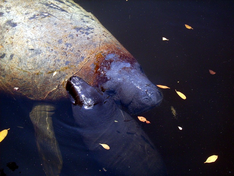 Manatee Birth