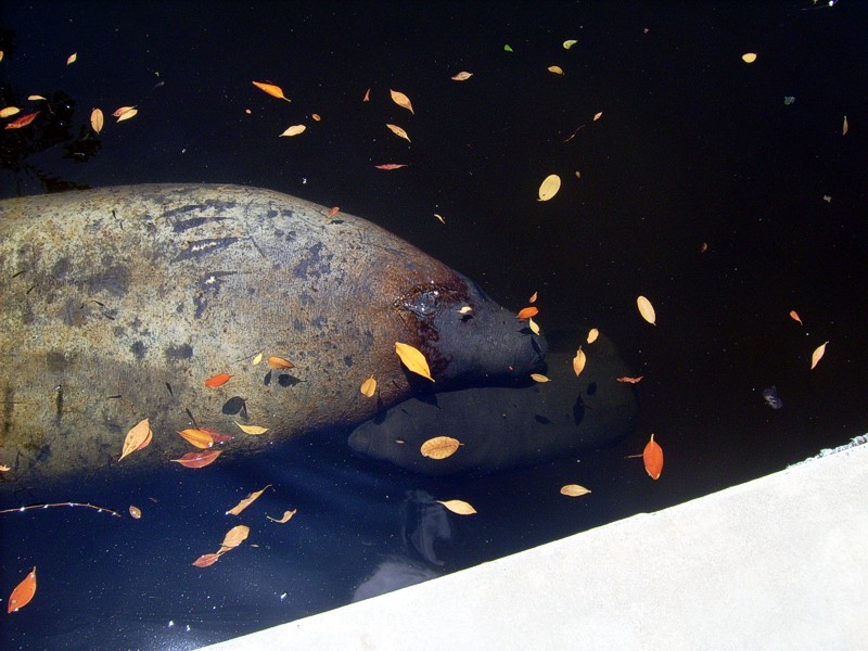 Manatee Birth