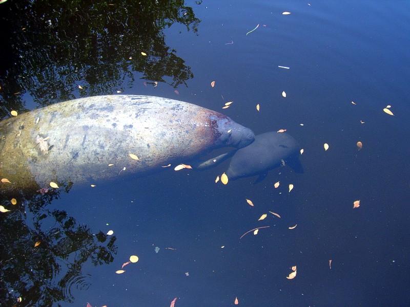 Manatee Birth