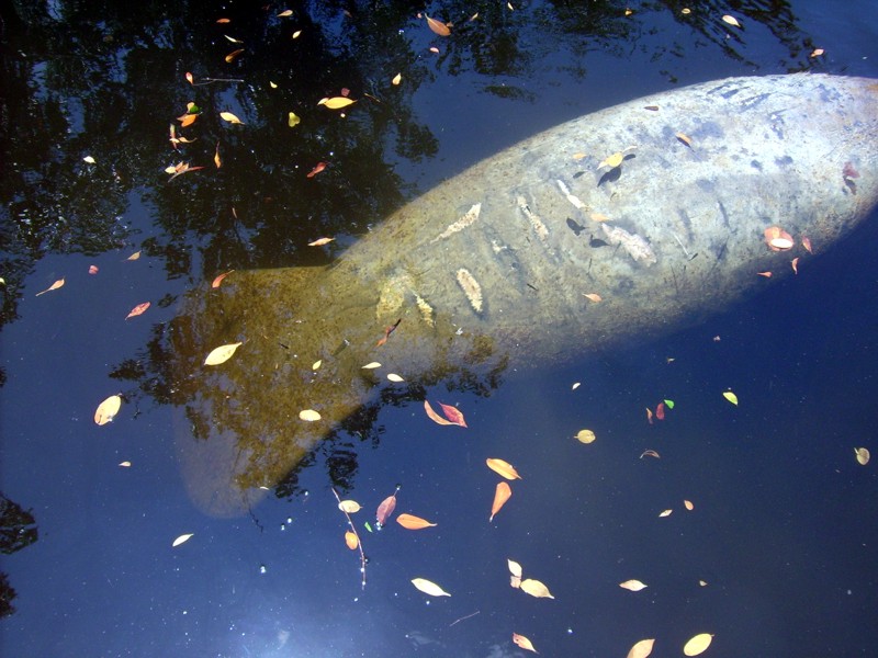 Manatee Birth