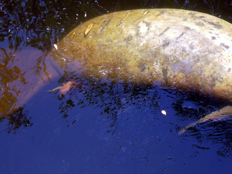 Manatee Birth