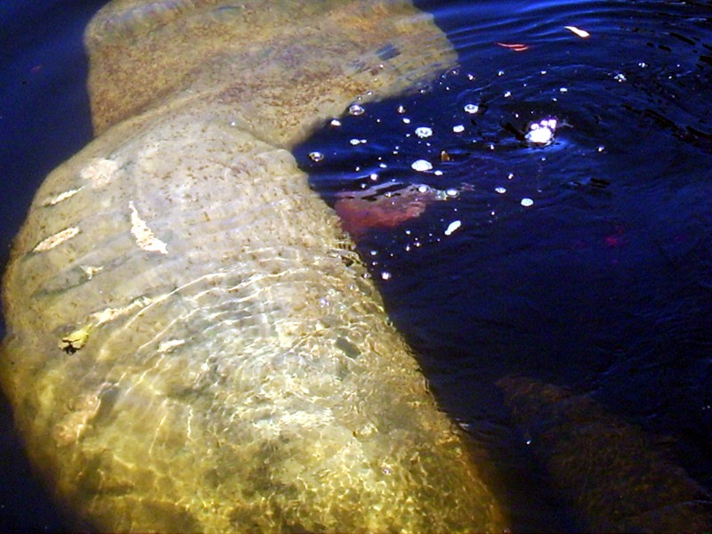 Manatee Birth