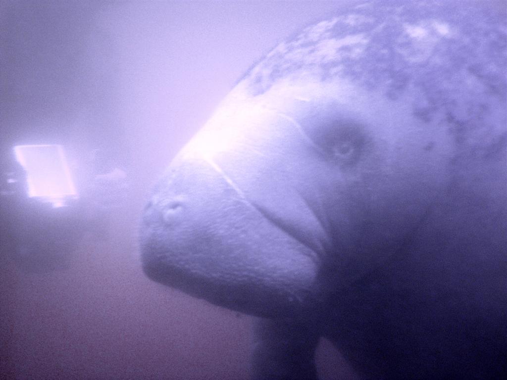 Manatee Closeup