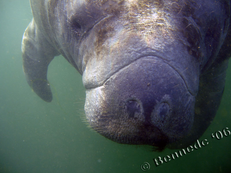 Manatee Faces