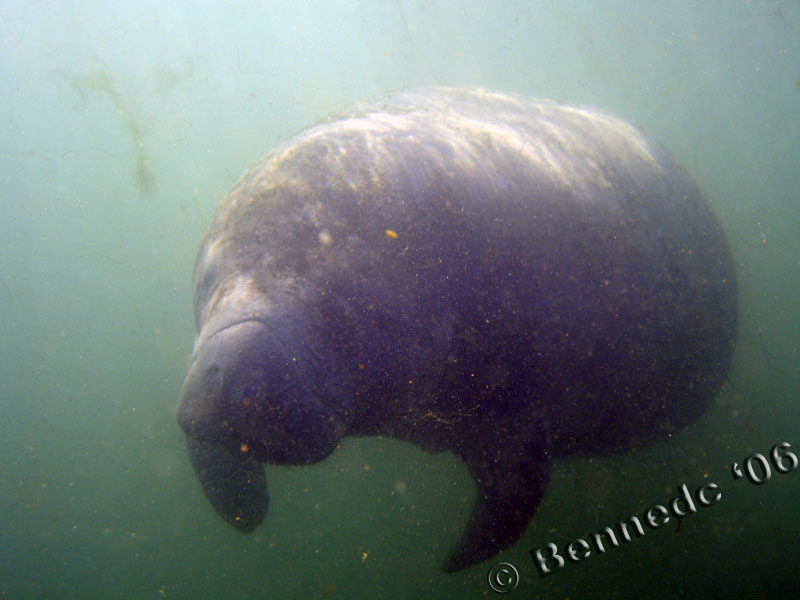 Manatee in Crystal River 1