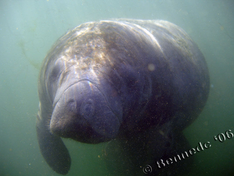 Manatee in Crystal River 2