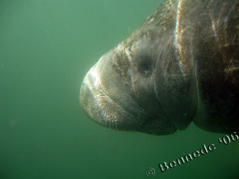 Manatee in Crystal River