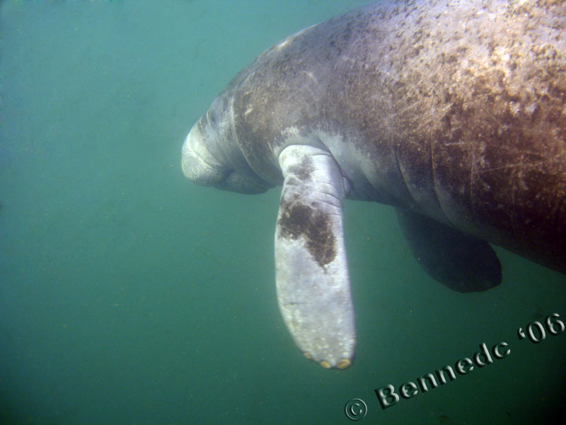 Manatee in Crystal River