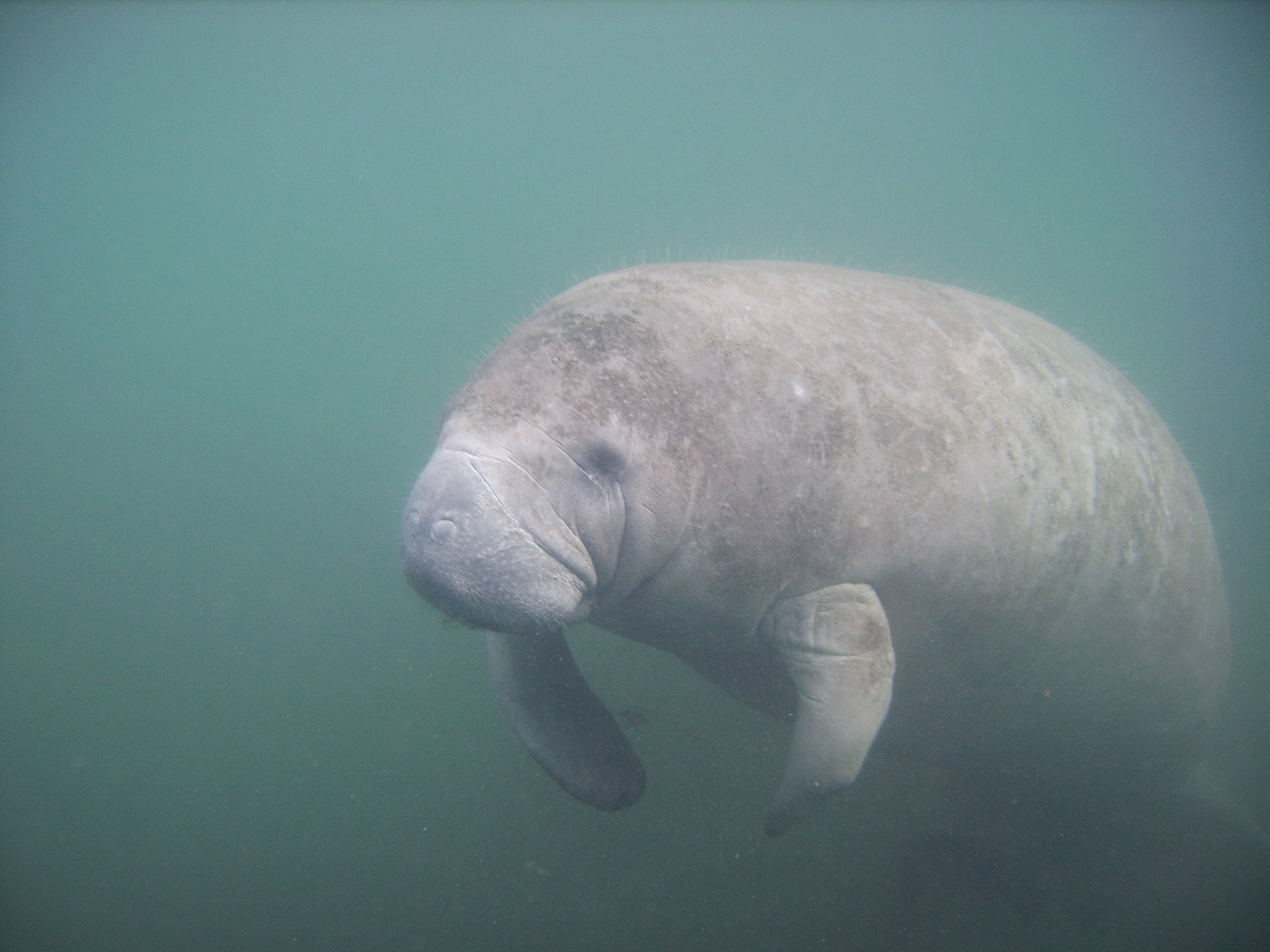 Manatee in River