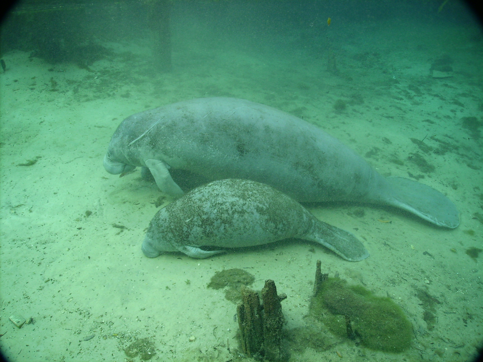 Manatee Mom & Twins