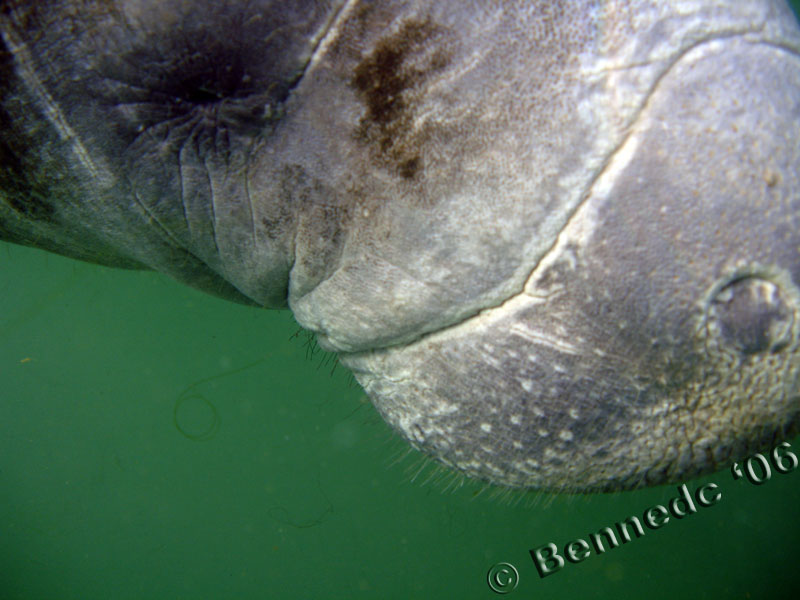 Manatee Nose