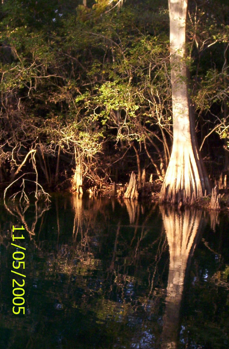 Manatee Springs 02