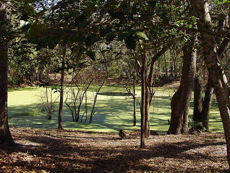 Manatee Springs - Catfish Hole - Chiefland Florida