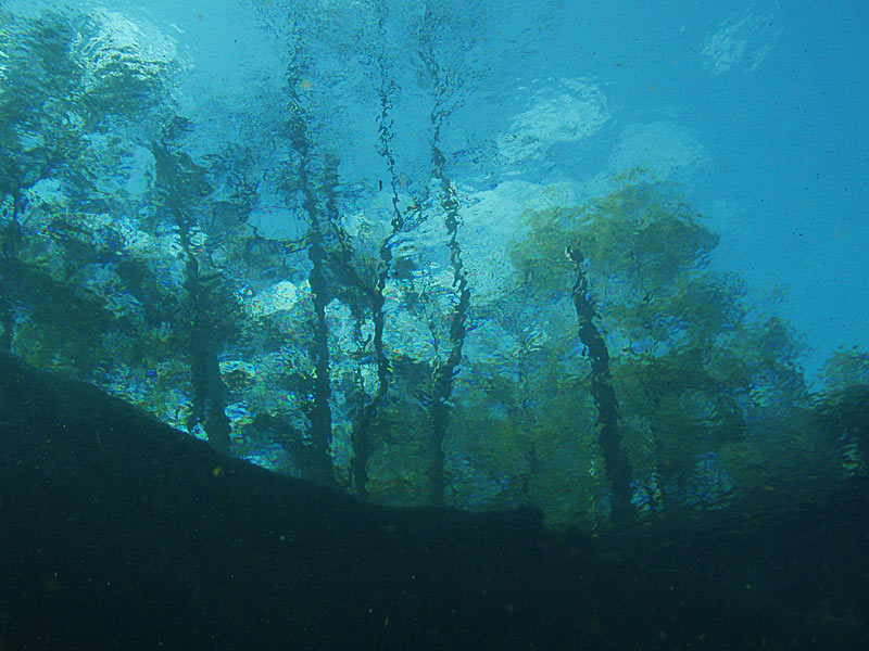 Manatee Springs - Catfish Hole - Chiefland Florida