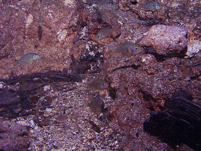 Manatee Springs - Catfish Hole - Chiefland Florida