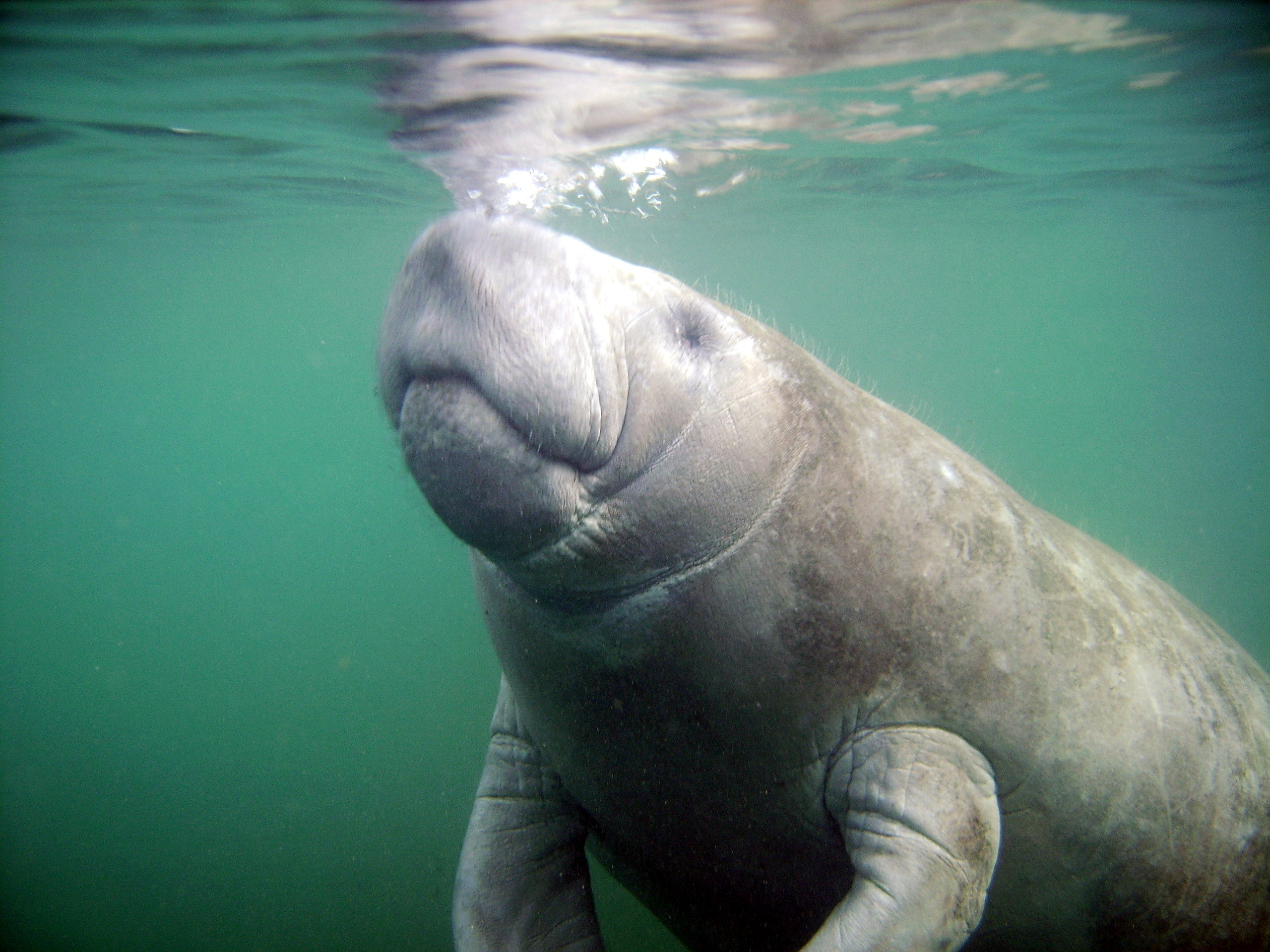 Manatee Surfacing